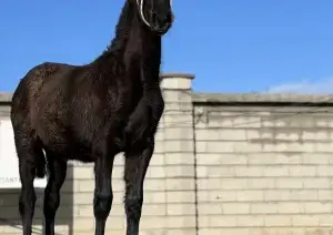 Potra PRE Negra, Valdeolivas.