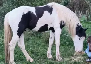 Semental Barock pinto