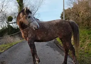 En venta yegua Anglo árabe 50%