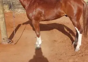 Caballo 3años y medio entero 22 puntos