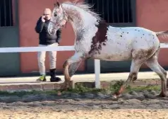 SEMENTAL APPALOOSA CENTRO EUROPEO 175 DE ALZADA, LINEA VIVALDI