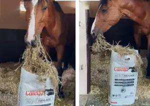 SELECT HAYLAGE FORRAJE NATURAL RYEGRASS