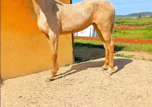 Potra Palomina 1año y 2meses lusitana