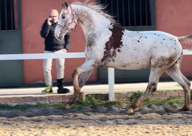 SEMENTAL APPALOOSA CENTROEUROPEO 174 DE ALZADA, BASE ALAZANA ee, Aa