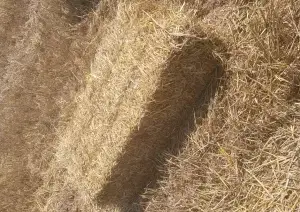 ALPACA PEQUEÑA DOS CUERDAS , PAJA DE CEBADA Y TRIGO