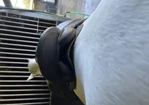 Se vende montura de doma clásica