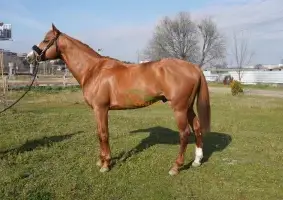 Pura sangre inglés, Caballo castrado, 8 años, 167 cm, Alazán