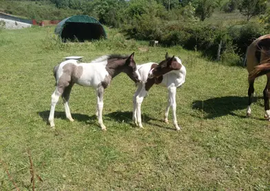 Barockpinto potros