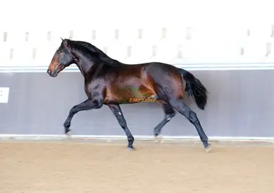 GUFALO TORRELUNA