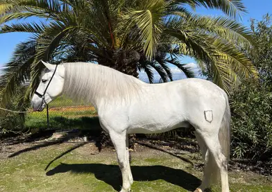 ESPECTACULAR CABALLO PRE