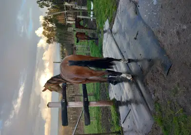 Potro pre bayo