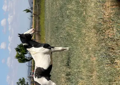 caballo pio