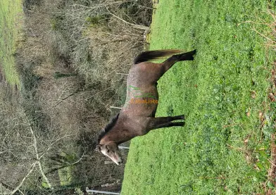 Potro árabe