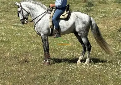 Se vende caballo pre de unos orígenes inmejorables Torreluna. Es un animal de total confianza para cualquier tipo de público no es un animal barato pero de mucha calidad,sabiendo comportarse en todo tipo de eventos.(Bombón Torreluna)🐴