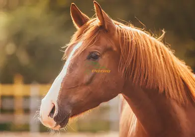 cabellero