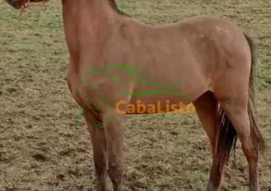 Vendo potro PRA