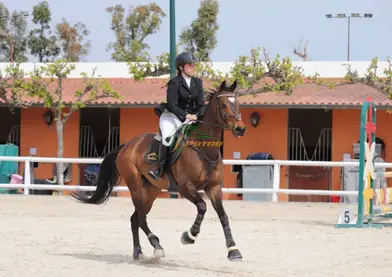 CABALLO ANGLOÁRABE