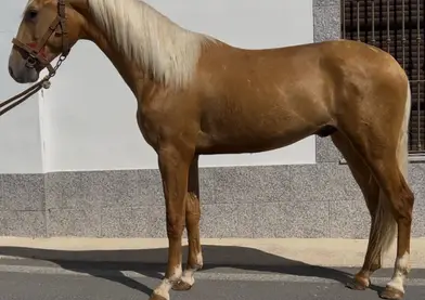 Se vende