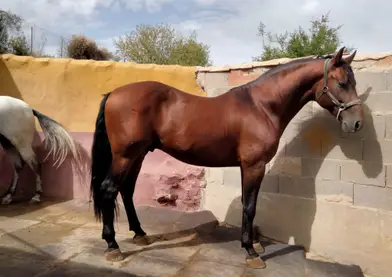Se vende caballo PRE