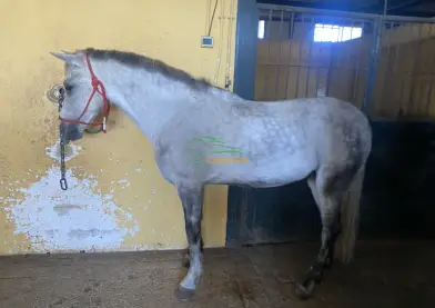 Se vende potro