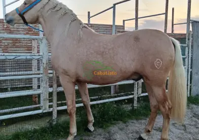 Palomino Pura raza española va hacer 3 años 1.63 linea Ismaeli