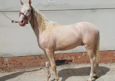 Se vende potro albino 3 años  1.56 ramaleado