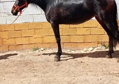 Se vende o se cambia yegua P.R.E con papeles
