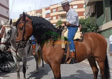 Caballo español castaño