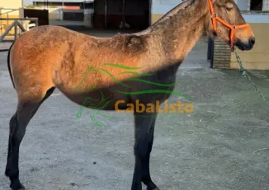 Potra hispanoarabe