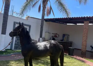 Se vende potrillo 3/4 gypsy un año