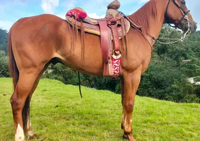 💥 Cuaco Alazán Pico Blanco – Para Inexpertos, Escaramuza o Cabalgata 🐎