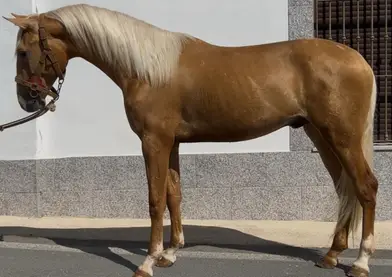 Se vende