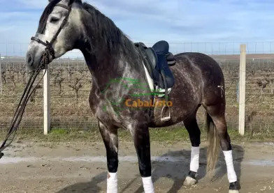 PRE GALÁN DT
