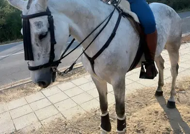 Yegua montada de 6 años con 1'68 a la cruz