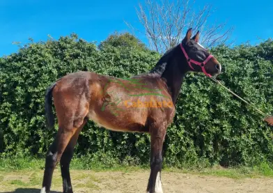 Potro cruzado