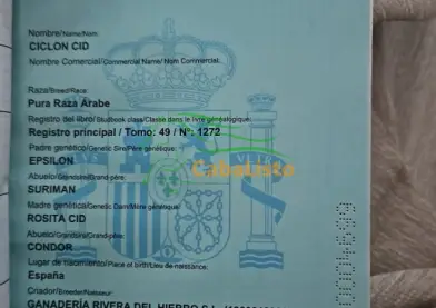 Árabe del CID