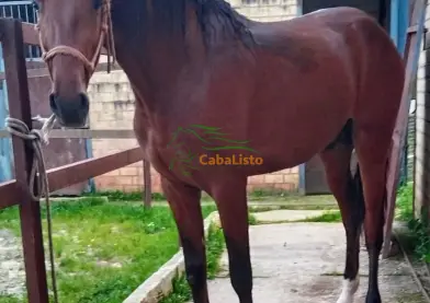 Lusitano
