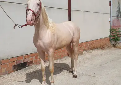 Se vende potro albino 3 años  1.56 ramaleado