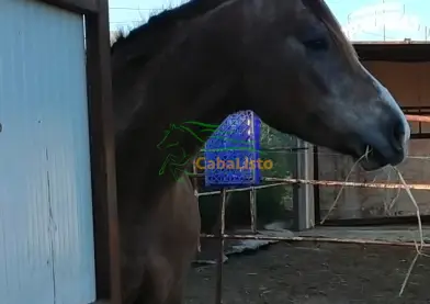 Hispano árabe al 50%