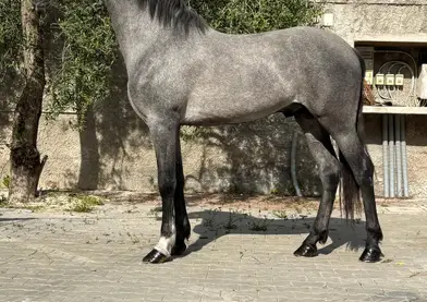 Venta potro 30 meses origine MIGEL BOHORQUEZ hijo de PERDIGRON XXI
