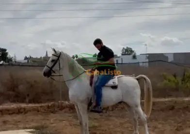 Caballo noble puraraza española