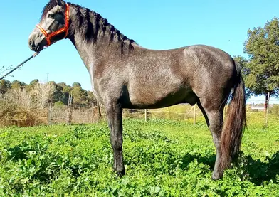 ESPECTACULAR PRE