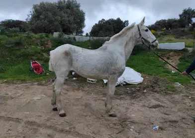 SE VENDE CABALLO