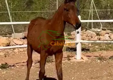 Holandés con árabe el castaño