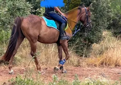 Cedo caballo