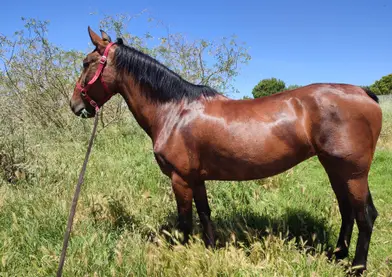 Vendo cambio yegua