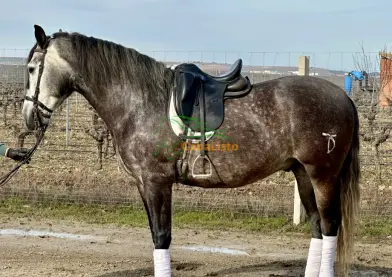 PRE GALÁN DT