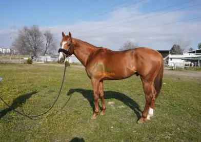 Pura sangre inglés, Caballo castrado, 8 años, 167 cm, Alazán