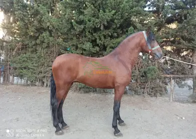 Caballo español castaño