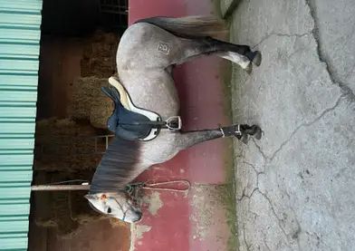 Potro PRE